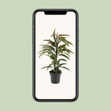 Ficus binnendijkii Amstel King - Ø17cm - ↕70cm
