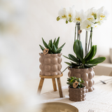 Lot de 3 cache-pots en coton sable
