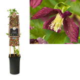 Clematis Cirrhosa 'Landsdowne Gem' dans un pot de 17 cm, plante grimpante élégante