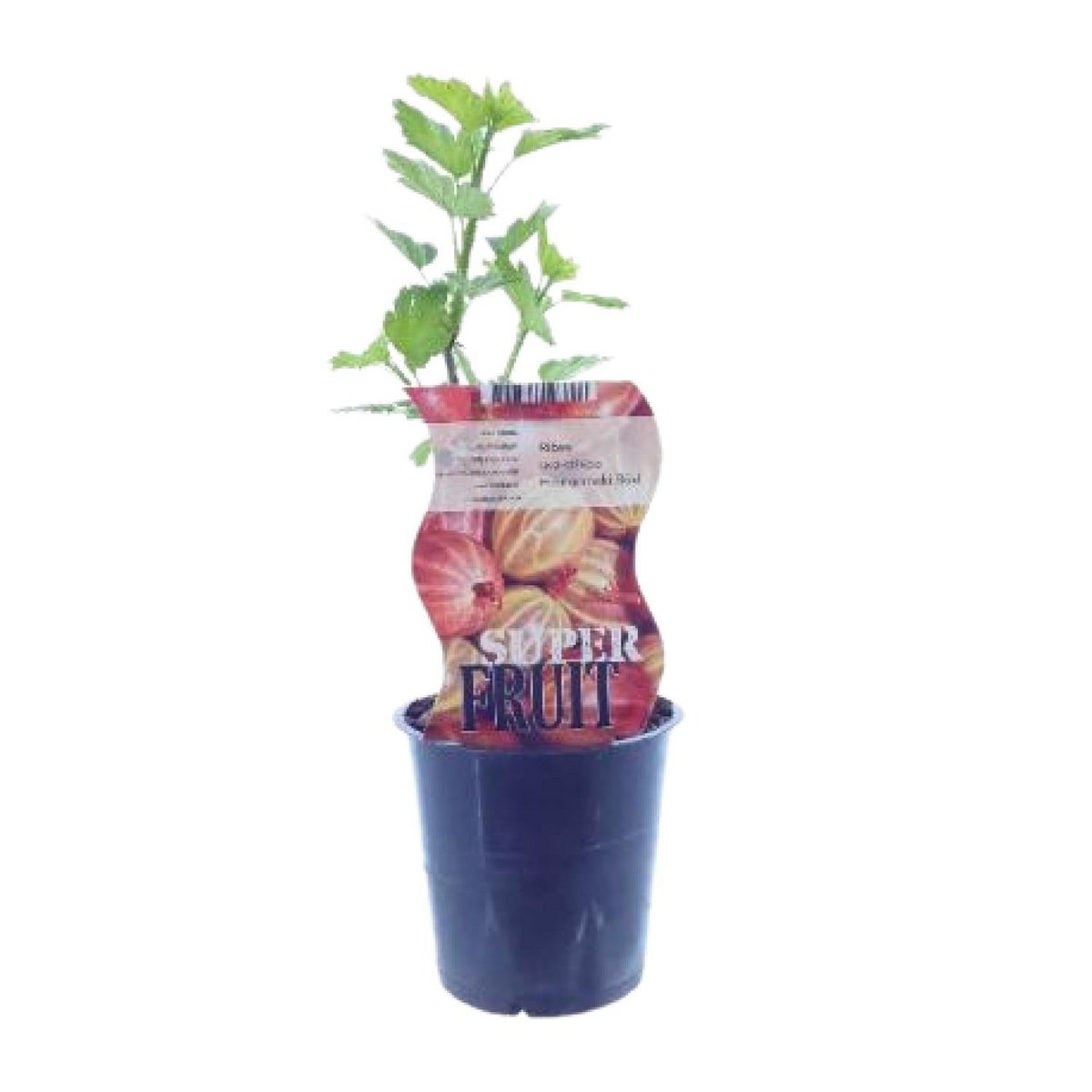 Ribes Hinnonmaki Röd (Rode Kruisbes) - Ø12cm - ↕30cm