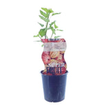 Ribes Hinnonmaki Röd (Rode Kruisbes) - Ø12cm - ↕30cm