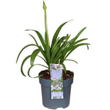 Agapanthus Fireworks - Ø23cm - ↕40cm - Ø14 - ↨20cm