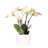 Orchidée blanche Gand 12 cm avec pot Como et réservoir d'eau