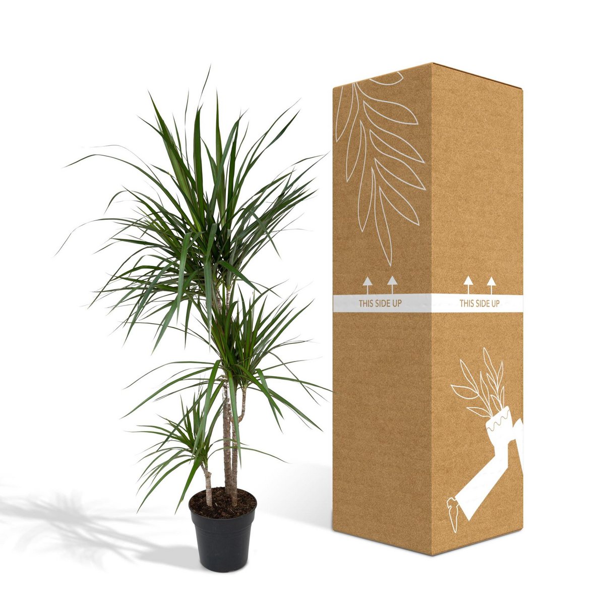 Dracaena marginata dans son pot de culture en plastique