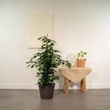 Ficus Benjamina Danielle dans son pot Igmar