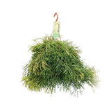 Rhipsalis en forme - Ø21cm - ↕50cm