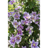 4x - Clematis Peek - ↨65cm - Ø15