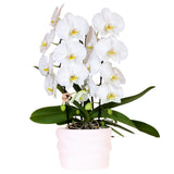 Orchidée blanche Niagara Falls en pot Como 12 cm