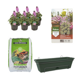 Kit de bricolage balcon avec Erysimum Linifolium violet