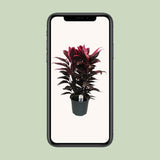 Cordyline Things - Ø19cm - ↕55cm