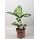 Plante dieffenbachia Tropic Snow Ø17 cm