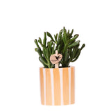 Succulente Crassula Hobbit en pot céramique rayé orange Ø9 cm