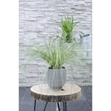 5x - Carex Mix - ↨30cm - Ø14