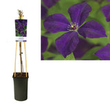 Clématite Polish Spirit en pot Ø17 cm hauteur 75 cm