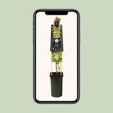 Clematis Country Rose PBR +3.0 Étiquette - Ø17cm - ↕75cm