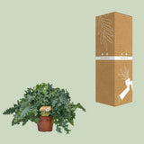 Phlebodium Davana - Ø19cm - ↕40cm