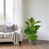 Ficus Deep - Ø21cm - ↕95cm