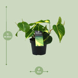 Philondendron Brasil Climbing - Ø12cm - ↕20cm