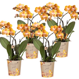 Lot de 4 orchidées Phalaenopsis orange en pot Ø12 cm