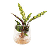 Calathea Insignis en verre Kingston - ø4cm - ↕30cm