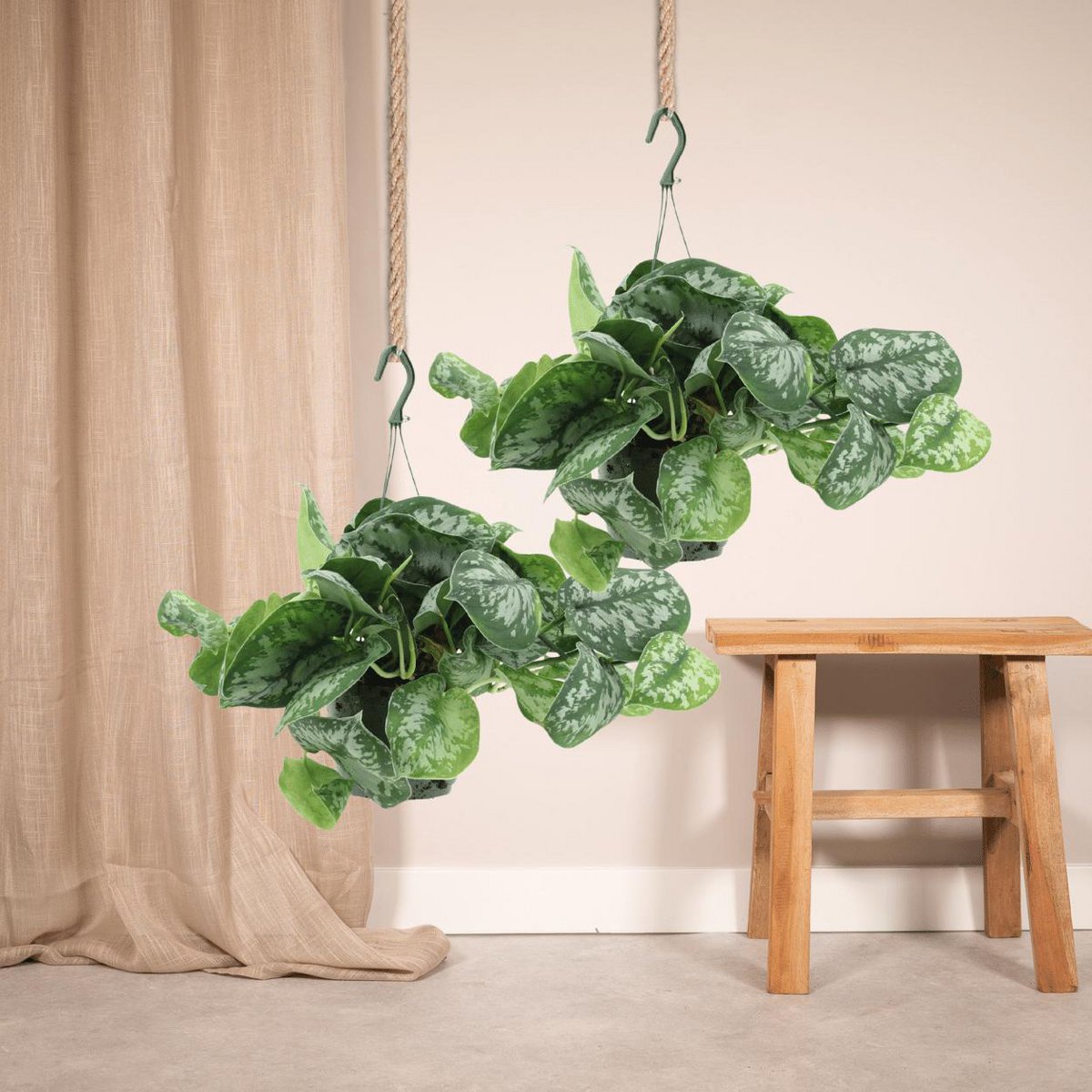 2x scindapsus image Trebie - Epipremnum - 25cm - Ø15