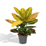 Codiaeum Pétra - Ø17cm - ↕45cm
