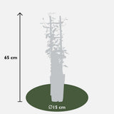 3x - Mélange trachelospermum - ↨65cm - Ø15