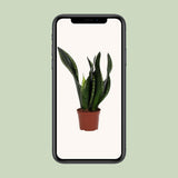 Sansevieria Whitey 12cm - Ø12cm - ↕27cm