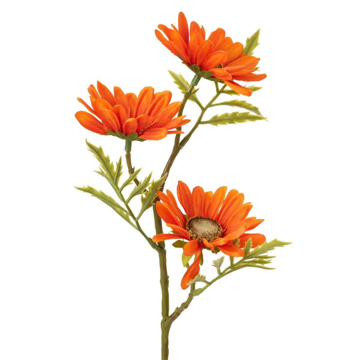 Fleur Marguerite Orange J-Line sur table, vue de face