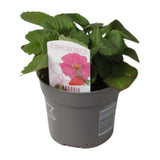 Fragaria Summer Breeze - Ø10,5cm - ↕20cm