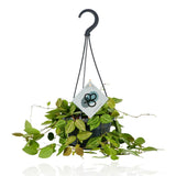 Dischidia ovale - Ø14cm - ↕40cm
