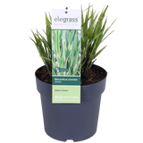 Miscanthus sinensis Strress - Ø 23. - ↕60cm - Ø23 - ↨60cm