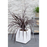 Cordyline X 'Festival® Bourgogne' - Ø23cm - ↕80cm