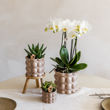 Lot de 3 cache-pots en coton sable