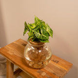 Plante artificielle syngonium Pixie en verre convexe Ø12 cm hauteur 30 cm