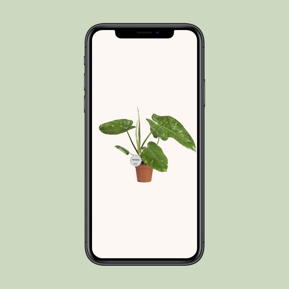 Ambiance intérieure avec Philodendron Jose Buono