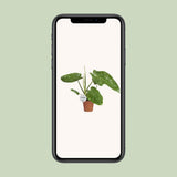 Ambiance intérieure avec Philodendron Jose Buono