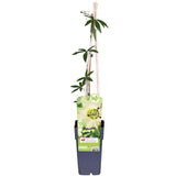 Plante Passiflora bleue 'Constance Elliot' Ø15 cm