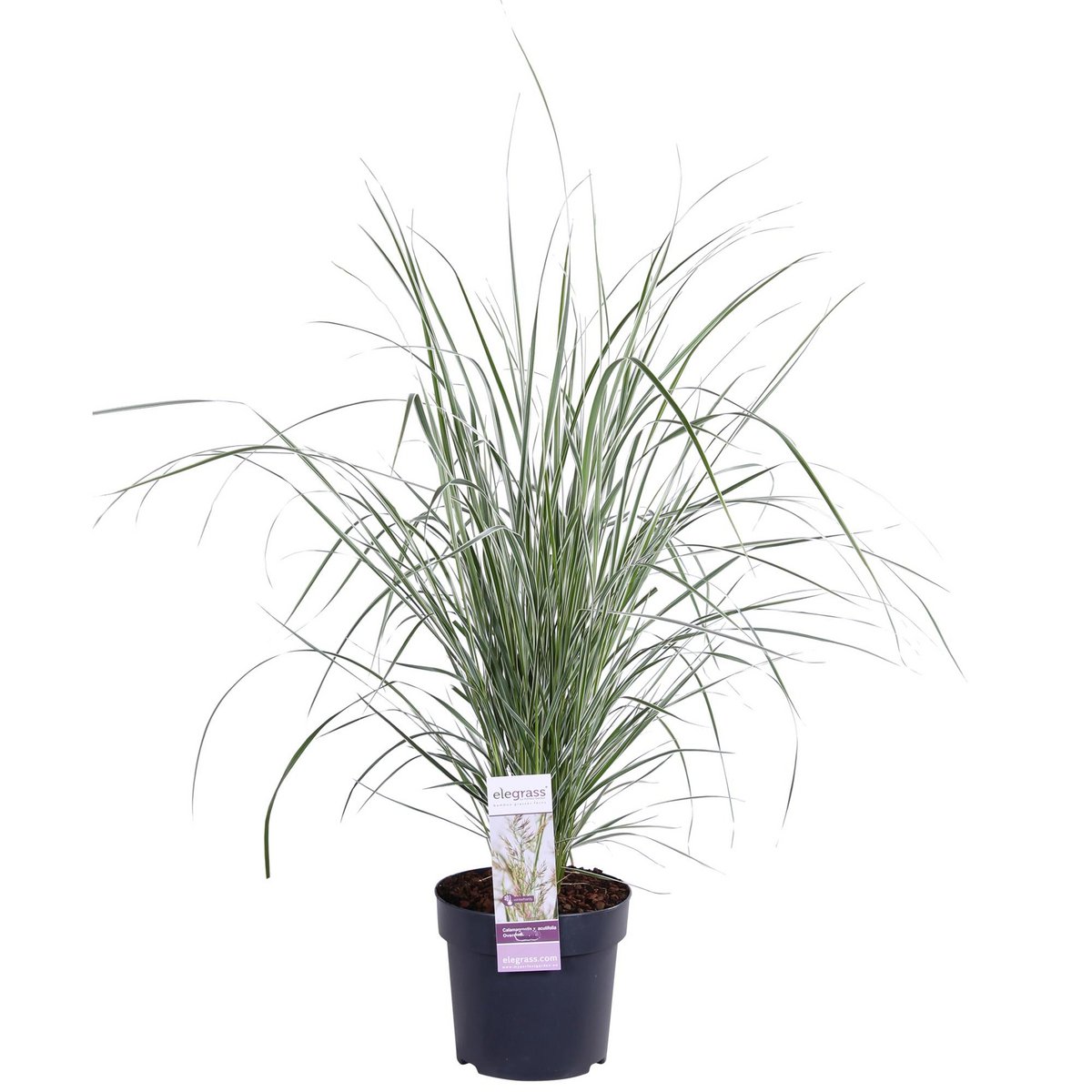 Calamagrostis X 'Overdam' vue d'ensemble avec feuilles vertes et bords blancs