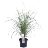 Calamagrostis X 'Overdam' vue d'ensemble avec feuilles vertes et bords blancs