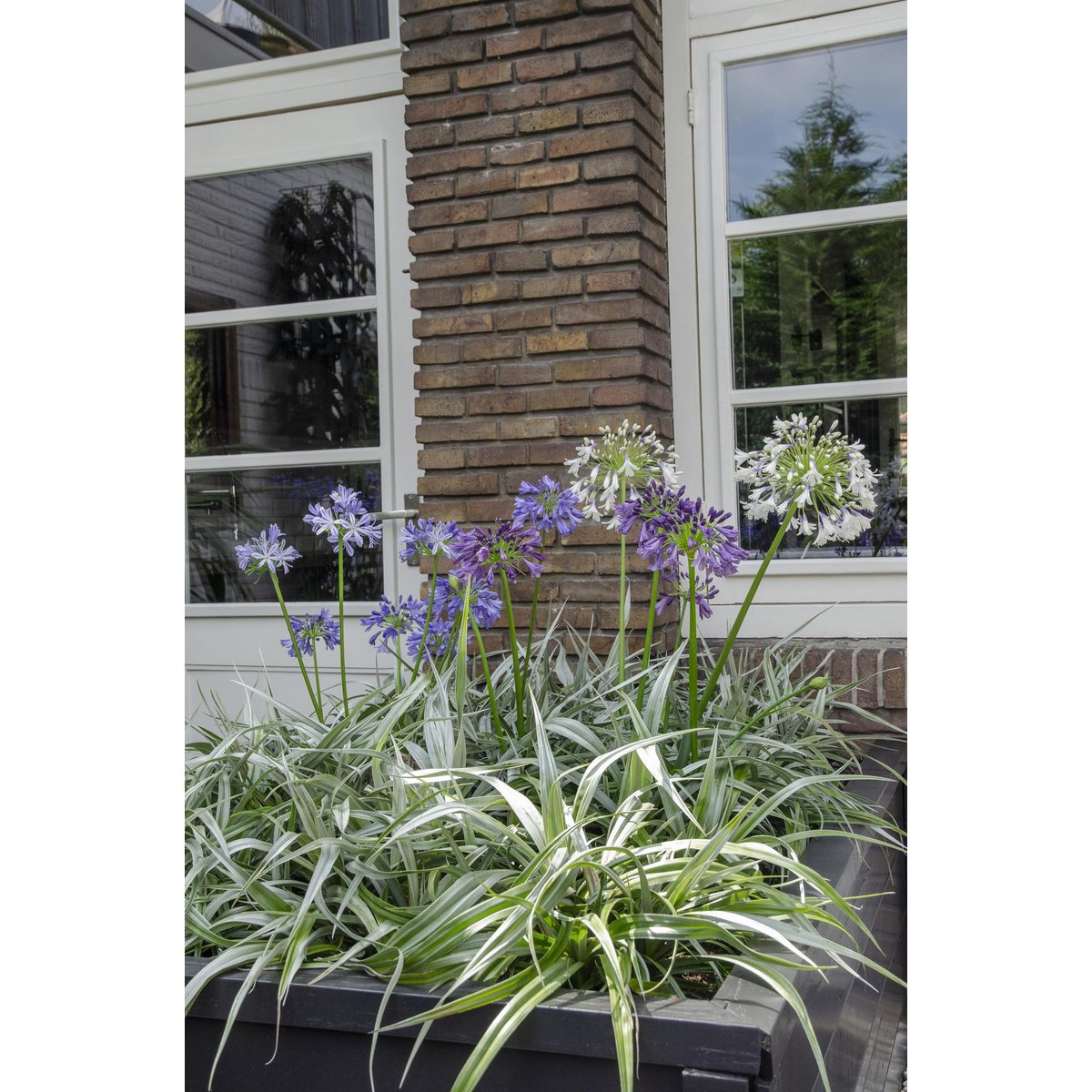 Vue latérale de l'Agapanthus 'Charlotte' en intérieur