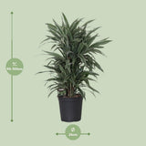 Question dracaena. WARNECKEI - Ø24CM - ↕100CM