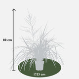 Cordyline X 'Festival® Bourgogne' - Ø23cm - ↕80cm