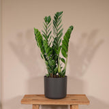Zamioculcas Zamiifolia - Palmier émeraude - Ø14cm - ↕50cm