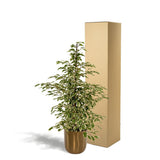 Détails du pot Mike Gold avec la plante Ficus