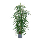 Ficus binnendijkii 'alii' (hydro) - Ø18cm - ↕110cm