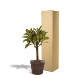 Plante Ficus elastica Melany 90 cm