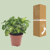 Plante artificielle Syngonium Pixie Ø12 cm hauteur 20 cm