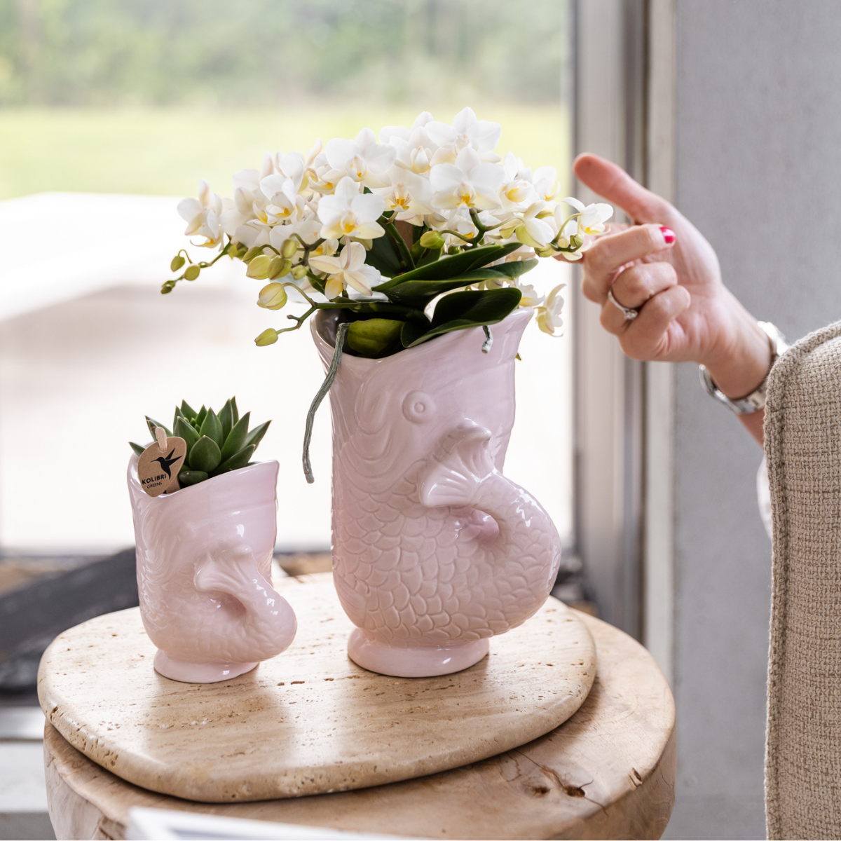 Orchidée blanche Nazaré en pot poisson rose