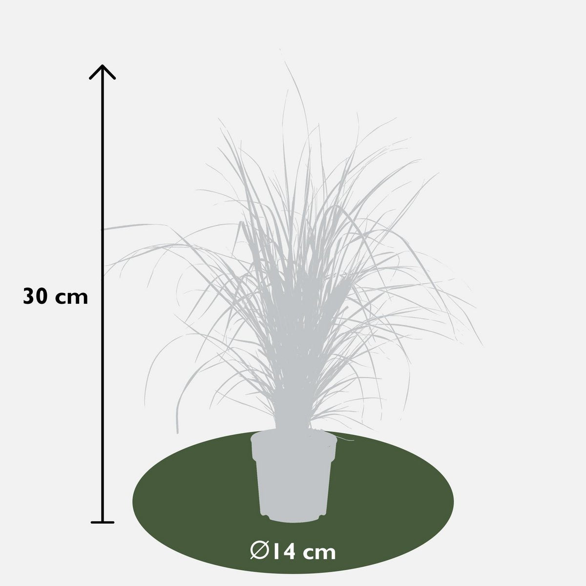 Calamagrostis X 'Overdam' dans un décor de salon élégant
